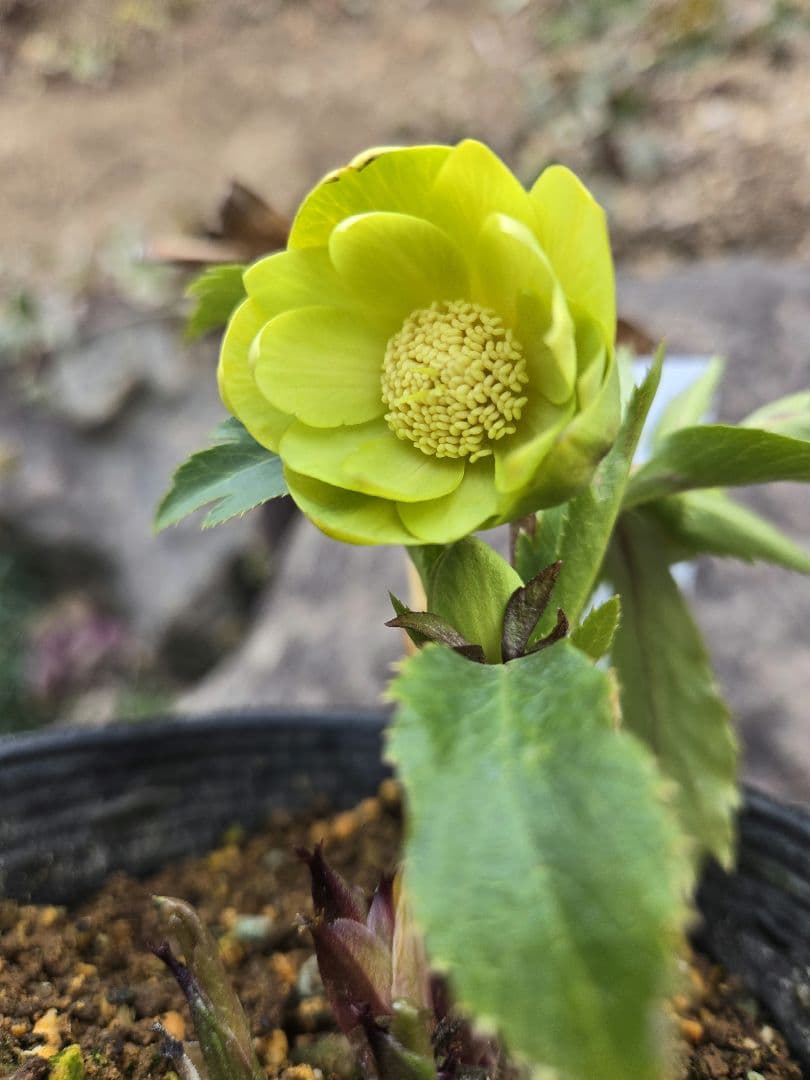 未株分　グリーニッシュオーレア　玉　ギョク　クリスマスローズ　大木