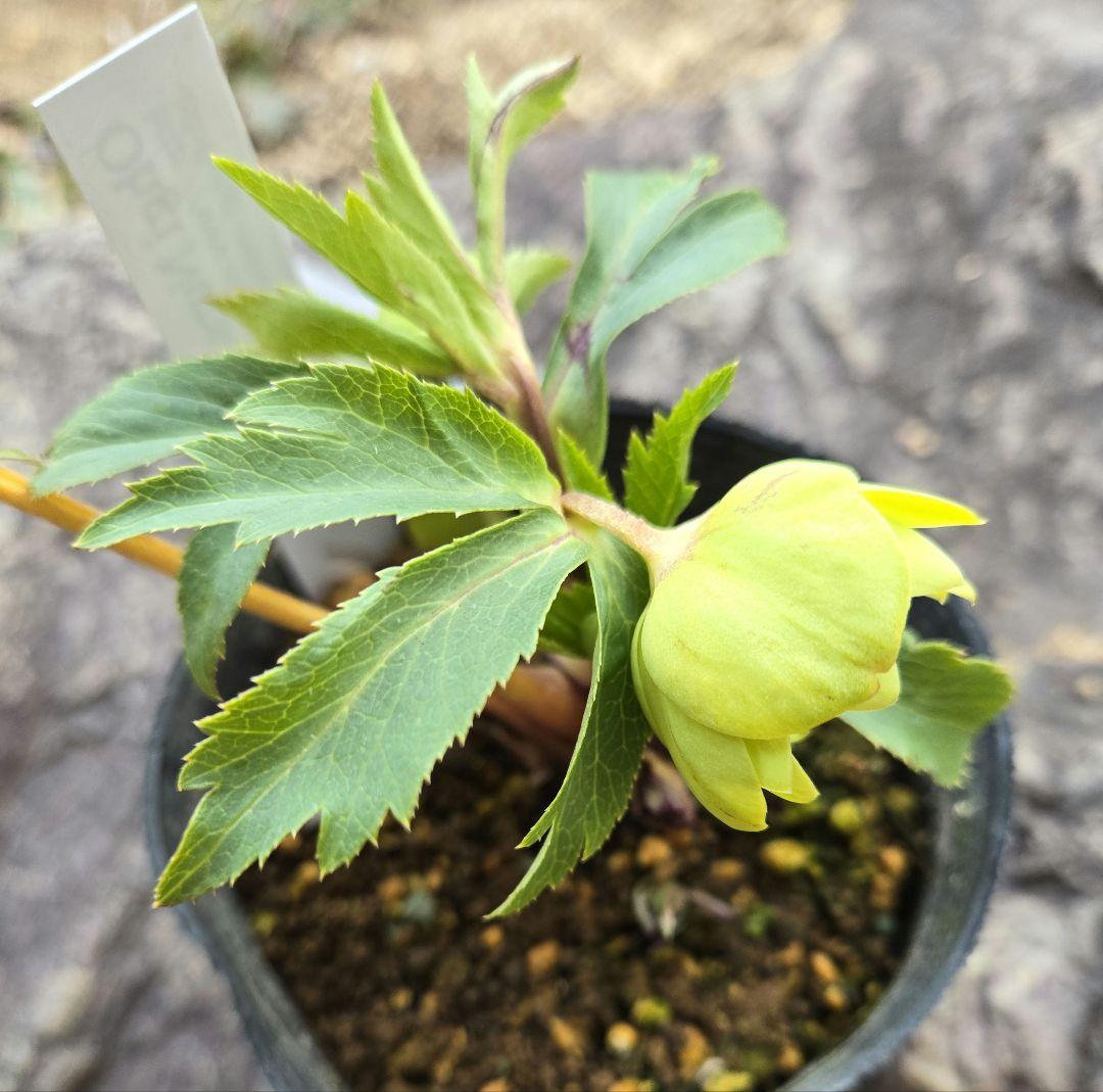 未株分　グリーニッシュオーレア　玉　ギョク　クリスマスローズ　大木