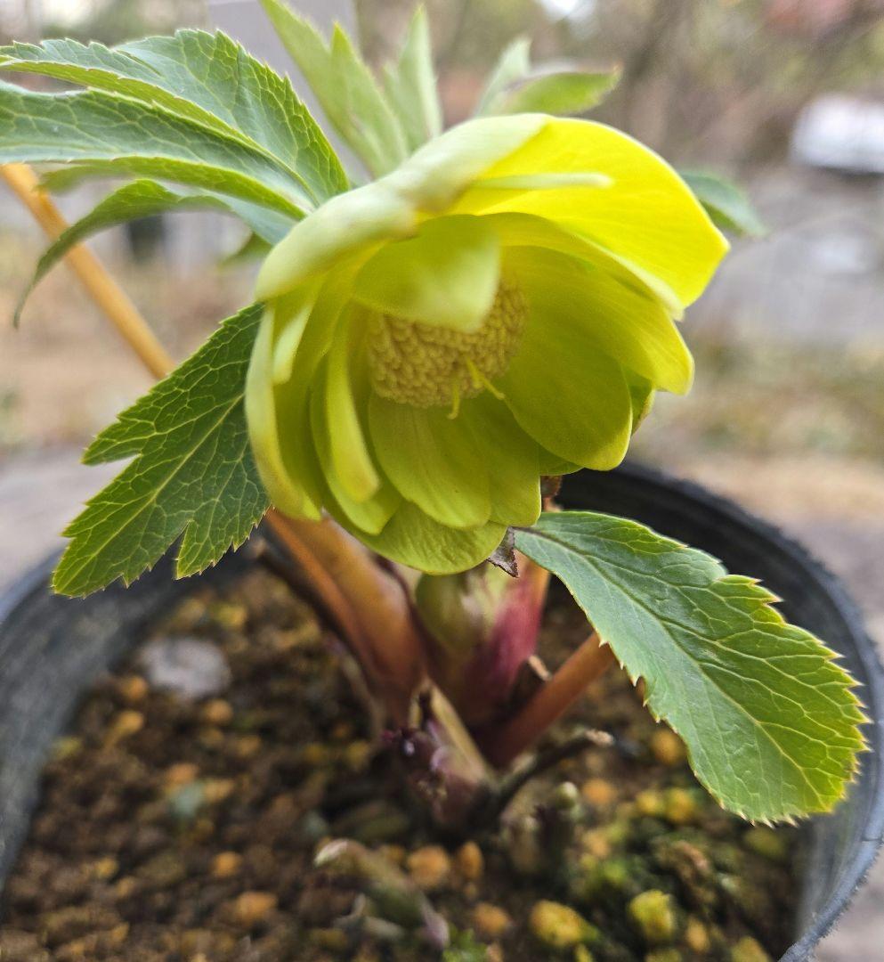 未株分　グリーニッシュオーレア　玉　ギョク　クリスマスローズ　大木