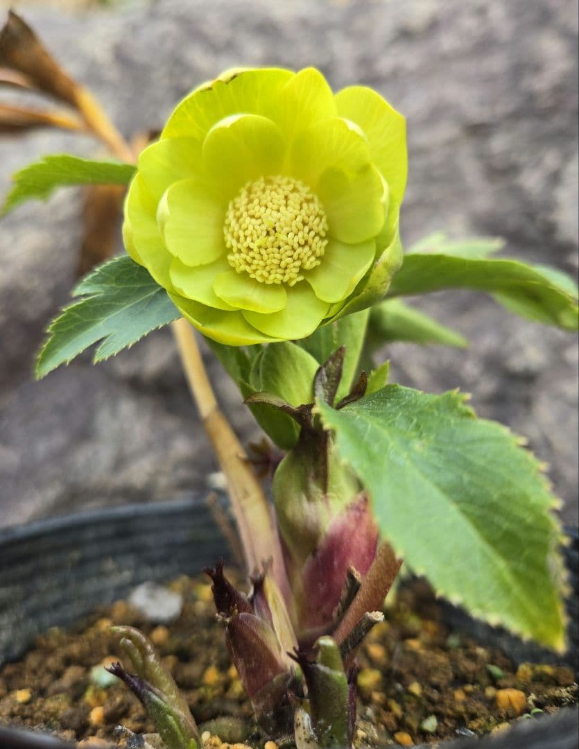 未株分　グリーニッシュオーレア　玉　ギョク　クリスマスローズ　大木