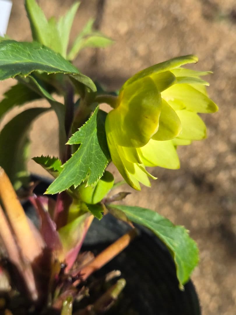 未株分　グリーニッシュオーレア　玉　ギョク　クリスマスローズ　大木