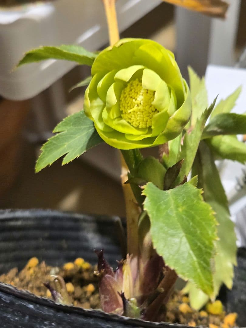 未株分　グリーニッシュオーレア　玉　ギョク　クリスマスローズ　大木