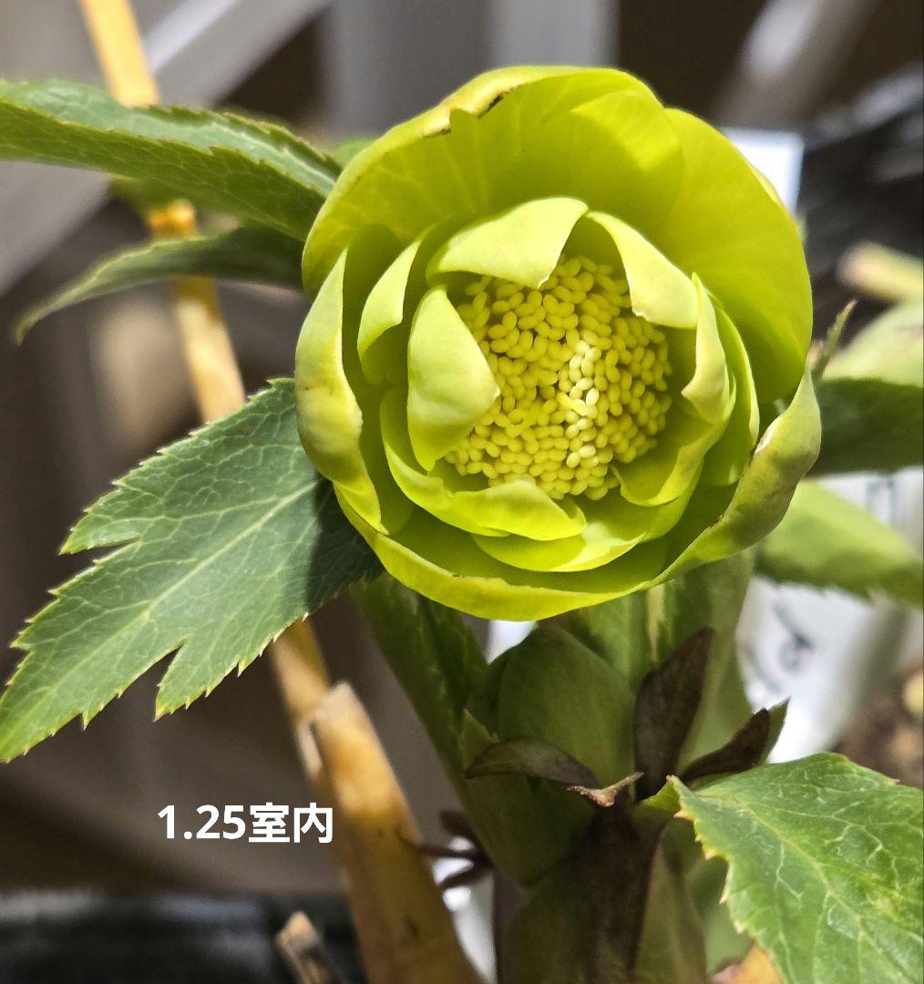 未株分　グリーニッシュオーレア　玉　ギョク　クリスマスローズ　大木