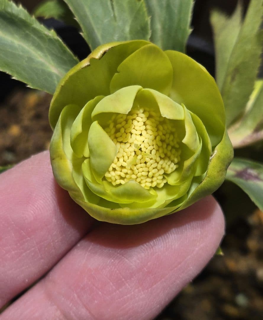 未株分　グリーニッシュオーレア　玉　ギョク　クリスマスローズ　大木