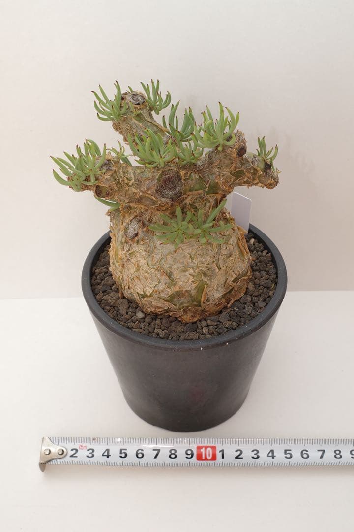 【コレクション株】チレコドン ペアルソニー “白象 “発根済 現地球