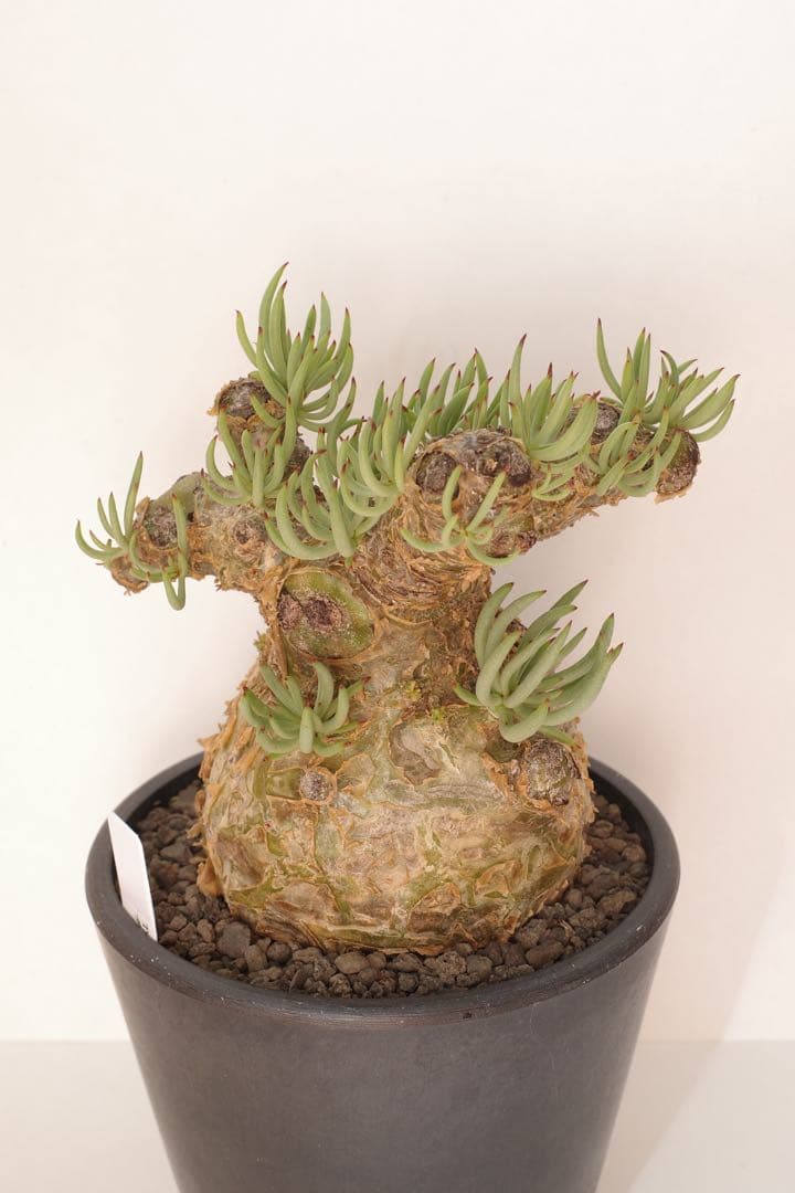 【コレクション株】チレコドン ペアルソニー “白象 “発根済 現地球