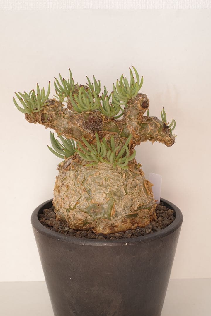 【コレクション株】チレコドン ペアルソニー “白象 “発根済 現地球