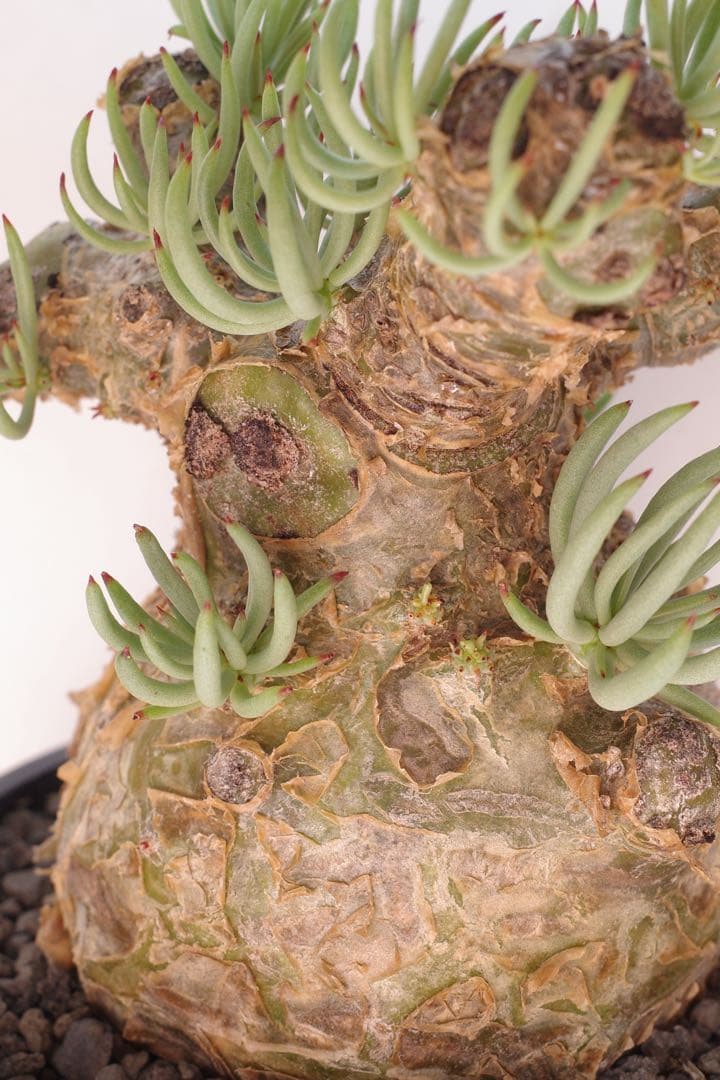 【コレクション株】チレコドン ペアルソニー “白象 “発根済 現地球