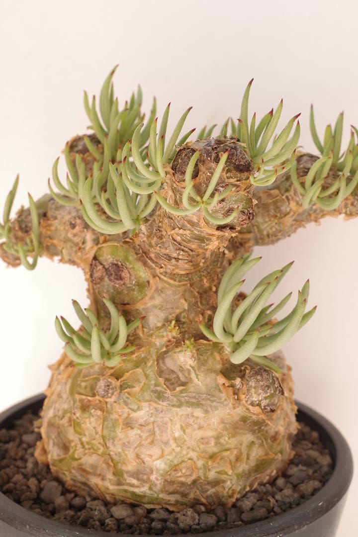 【コレクション株】チレコドン ペアルソニー “白象 “発根済 現地球