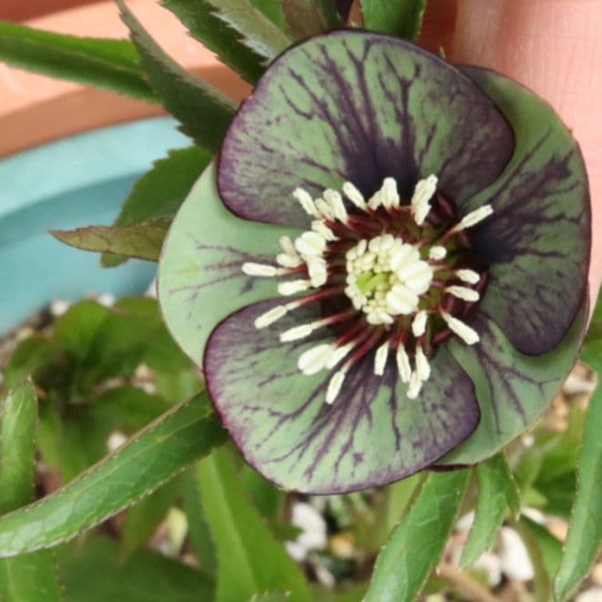 Nao　パステ交配、プチドール原種系　株分２種類