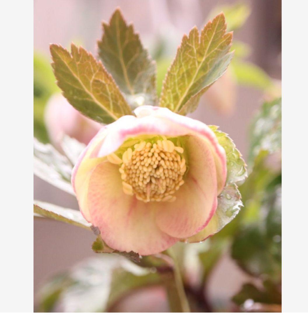 Nao　パステ交配、プチドール原種系　株分２種類