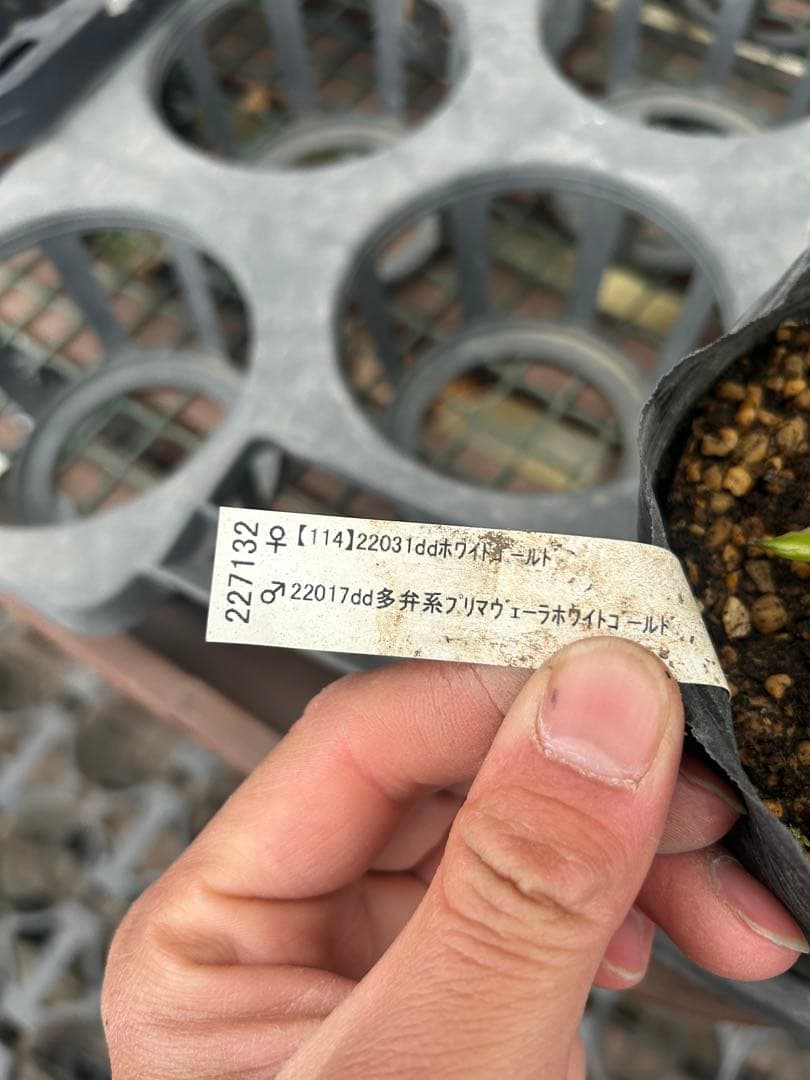 加藤農園 プリマヴェーラピンクゴールド クリスマスローズ同梱可能