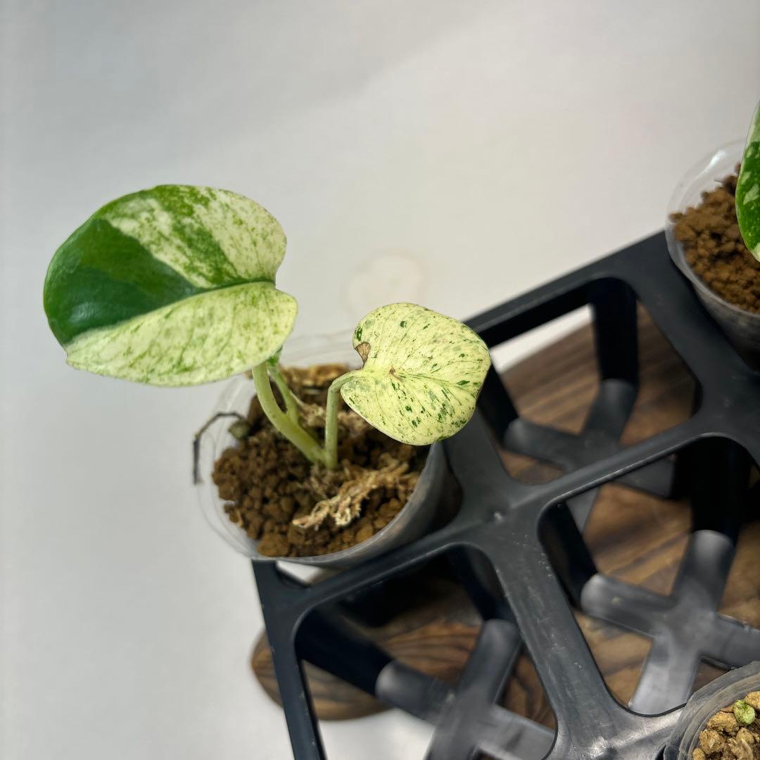 5株セットms74【特別選抜】ホワイトモンスター／天津蘭 モンステラ