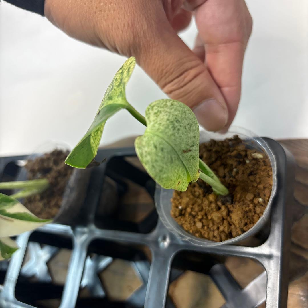 5株セットms74【特別選抜】ホワイトモンスター／天津蘭 モンステラ