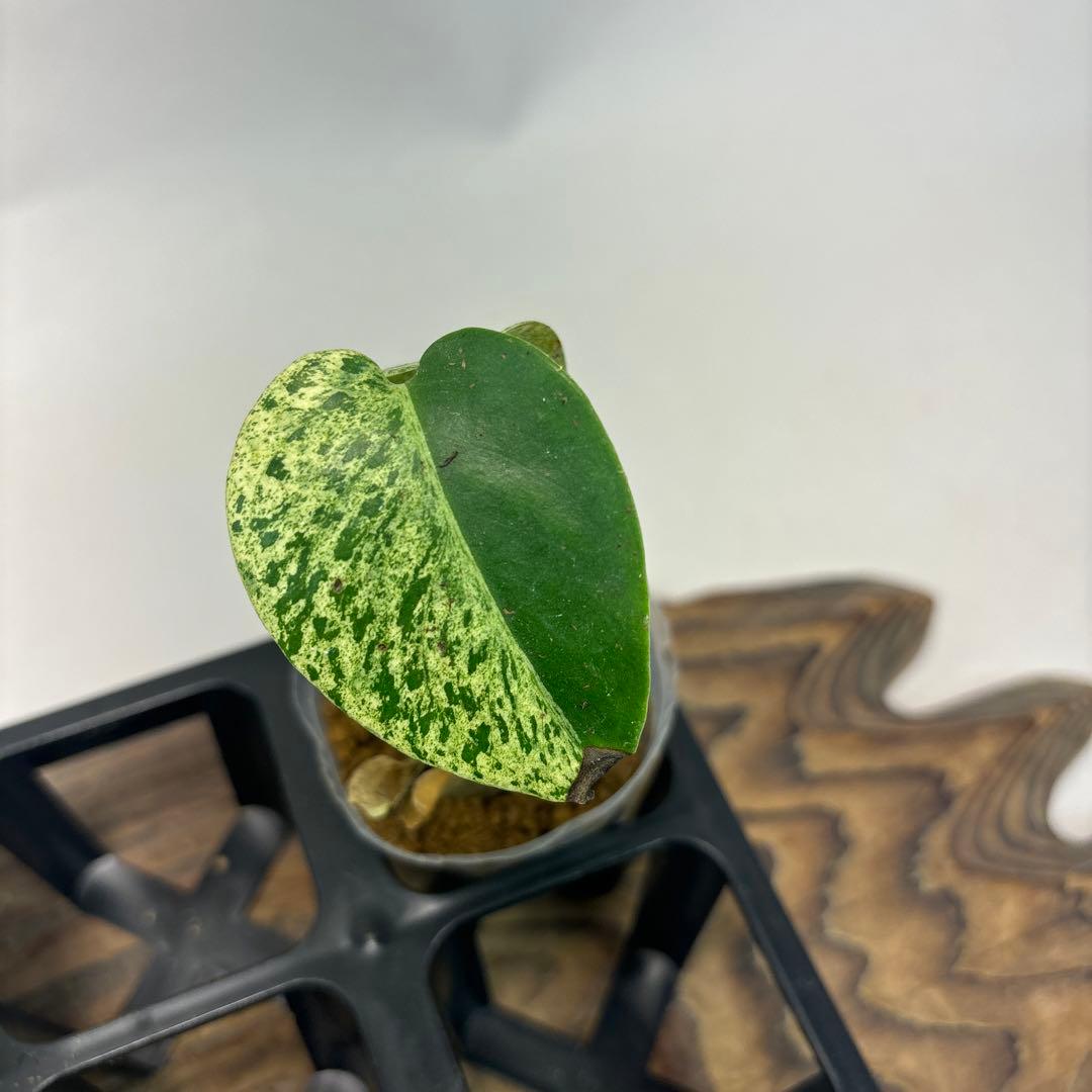 5株セットms74【特別選抜】ホワイトモンスター／天津蘭 モンステラ