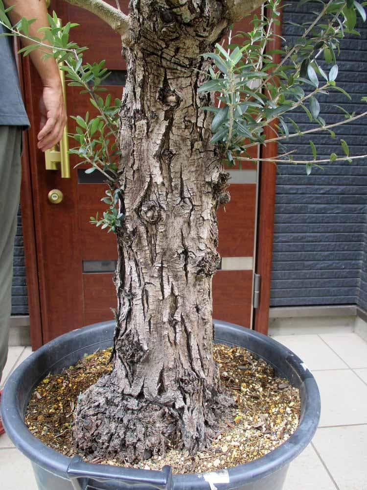 【現品】オリーブの古木　ネバディブランコ　オールドオリーブ　超大株　17号　R3