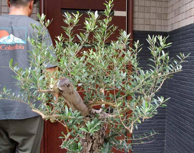 【現品】オリーブの古木　ネバディブランコ　オールドオリーブ　超大株　17号　R3