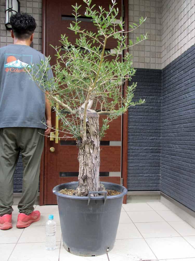 【現品】オリーブの古木　ネバディブランコ　オールドオリーブ　超大株　17号　R3