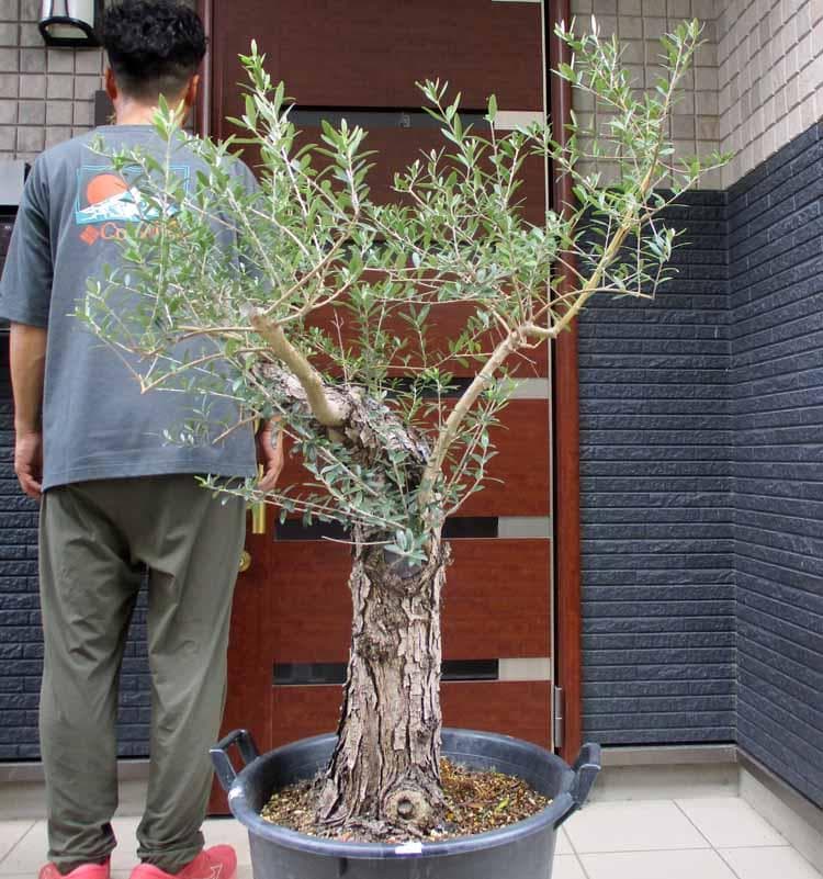 【現品】オリーブの古木　ネバディブランコ　オールドオリーブ　超大株　17号　R3
