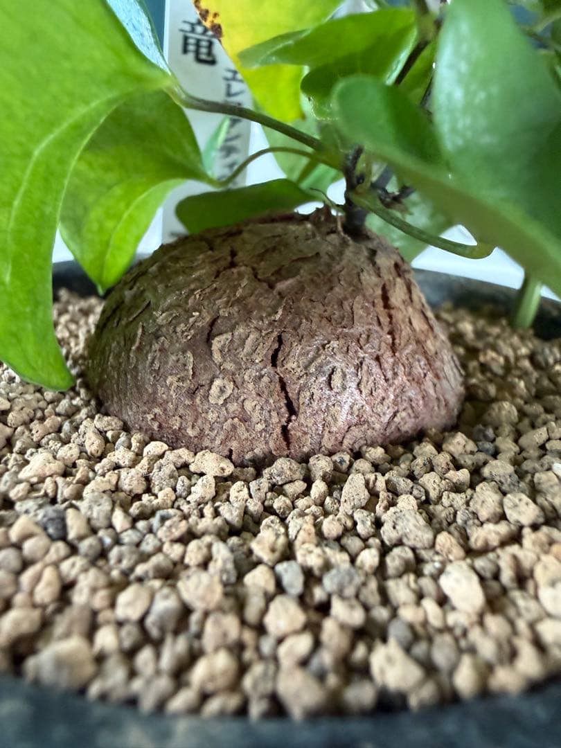 アフリカ亀甲竜 / ディオスコレア 塊根 コーデックス 多肉 冬型 第四種