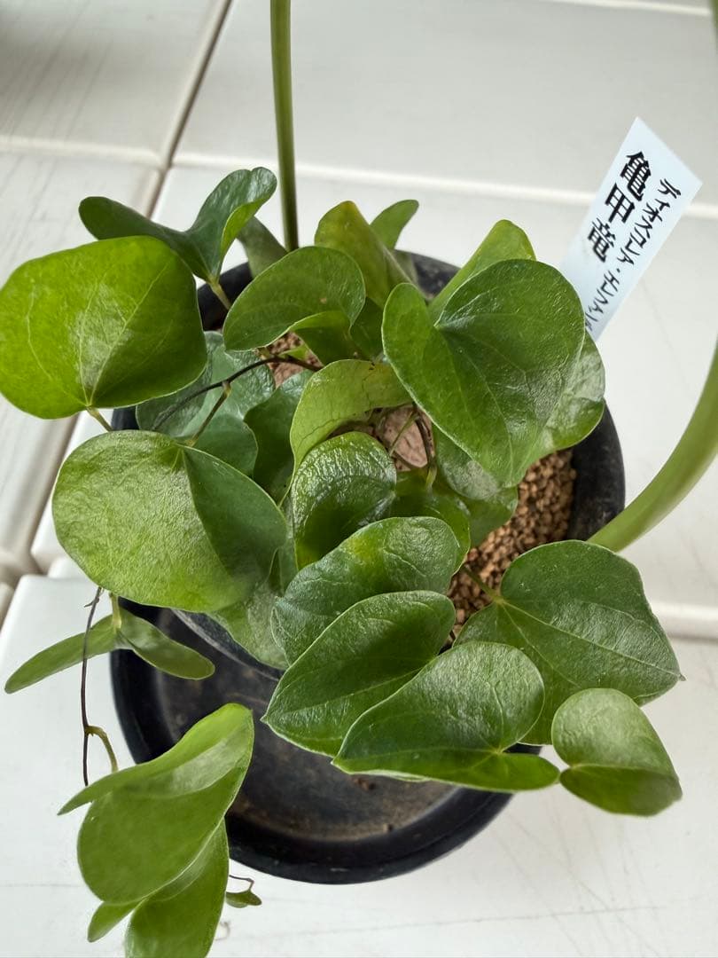 アフリカ亀甲竜 / ディオスコレア 塊根 コーデックス 多肉 冬型 第四種