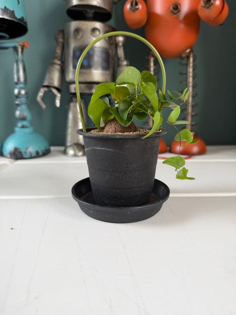 アフリカ亀甲竜 / ディオスコレア 塊根 コーデックス 多肉 冬型 第四種