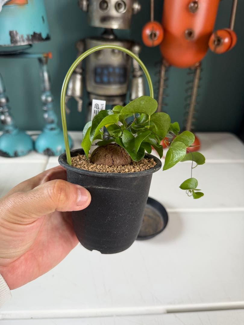 アフリカ亀甲竜 / ディオスコレア 塊根 コーデックス 多肉 冬型 第四種