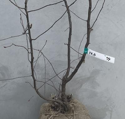 《現品》利休梅（リキュウバイ）樹高1.2ｍ（根鉢含まず）74【庭木/苗木/植木】