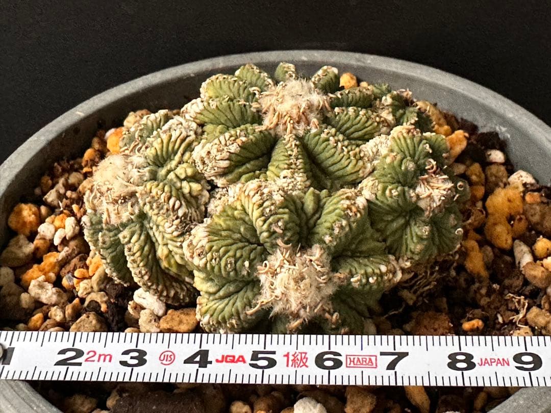 サボテン アズテキウム 花籠 希少種 抜き苗　産地株　リッテリ