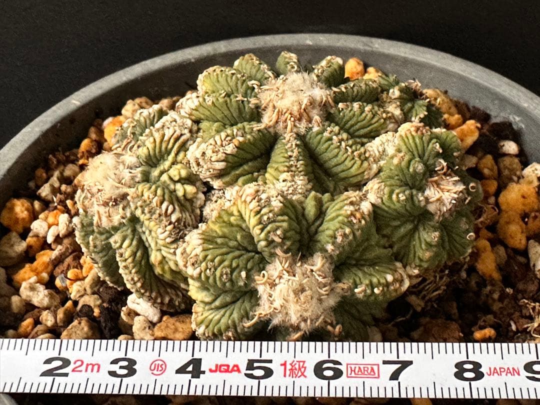 サボテン アズテキウム 花籠 希少種 抜き苗　産地株　リッテリ