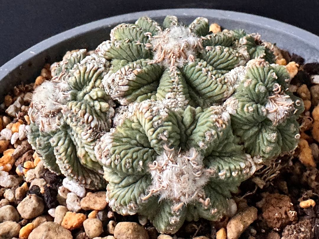 サボテン アズテキウム 花籠 希少種 抜き苗　産地株　リッテリ