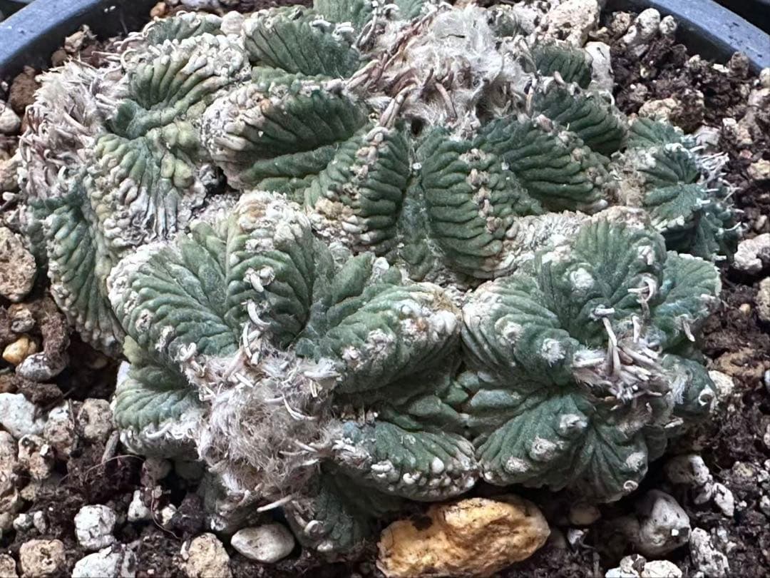 サボテン アズテキウム 花籠 希少種 抜き苗　産地株　リッテリ