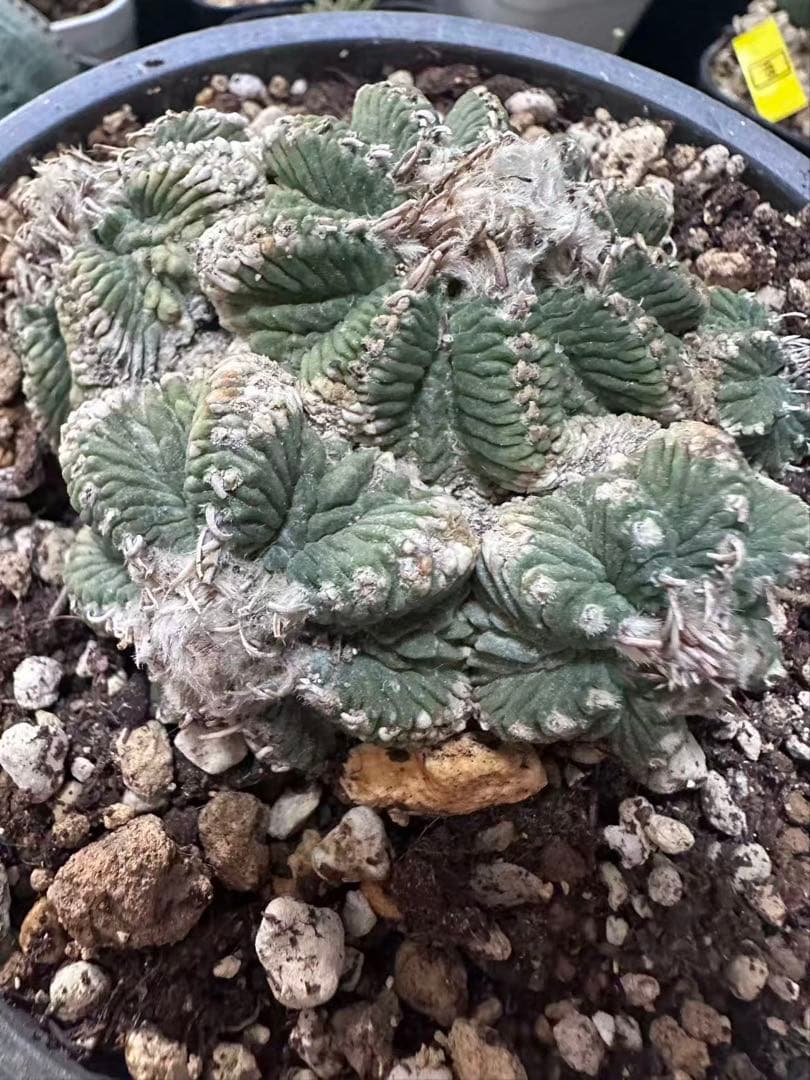 サボテン アズテキウム 花籠 希少種 抜き苗　産地株　リッテリ