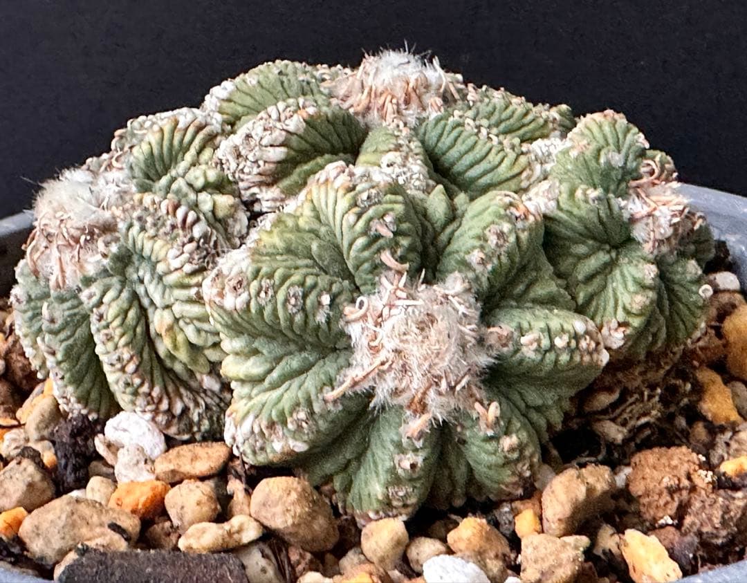 サボテン アズテキウム 花籠 希少種 抜き苗　産地株　リッテリ