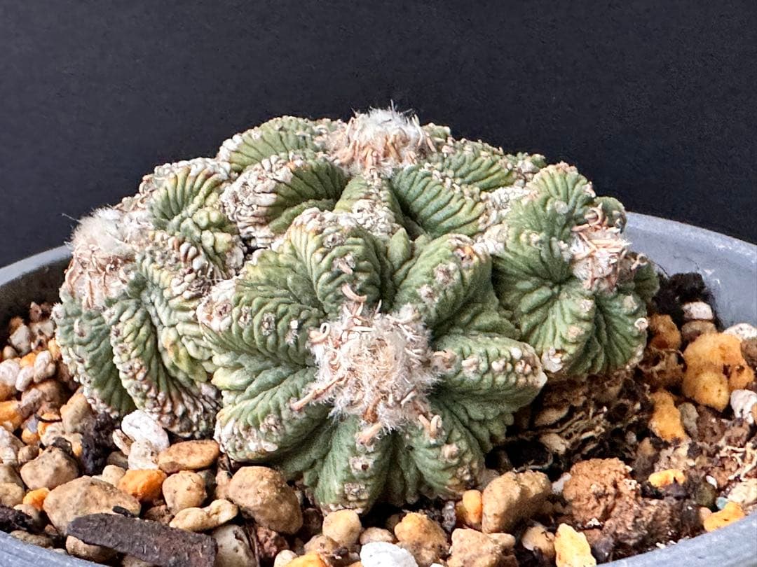 サボテン アズテキウム 花籠 希少種 抜き苗　産地株　リッテリ