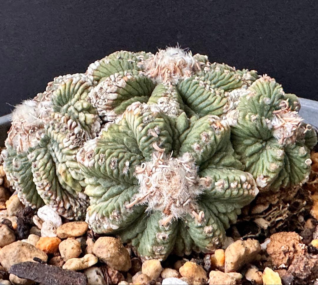 サボテン アズテキウム 花籠 希少種 抜き苗　産地株　リッテリ