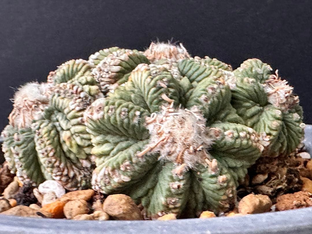 サボテン アズテキウム 花籠 希少種 抜き苗　産地株　リッテリ