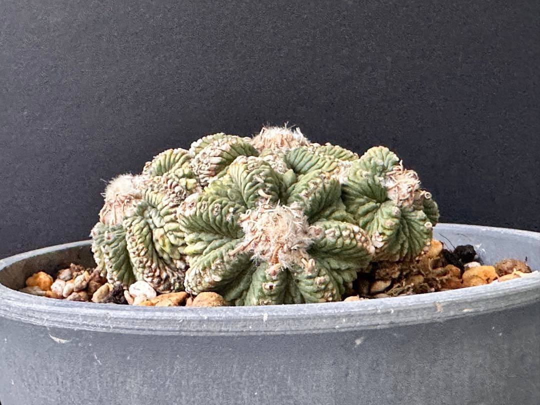 サボテン アズテキウム 花籠 希少種 抜き苗　産地株　リッテリ