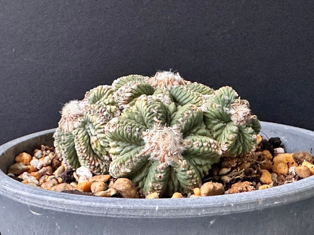 サボテン アズテキウム 花籠 希少種 抜き苗　産地株　リッテリ