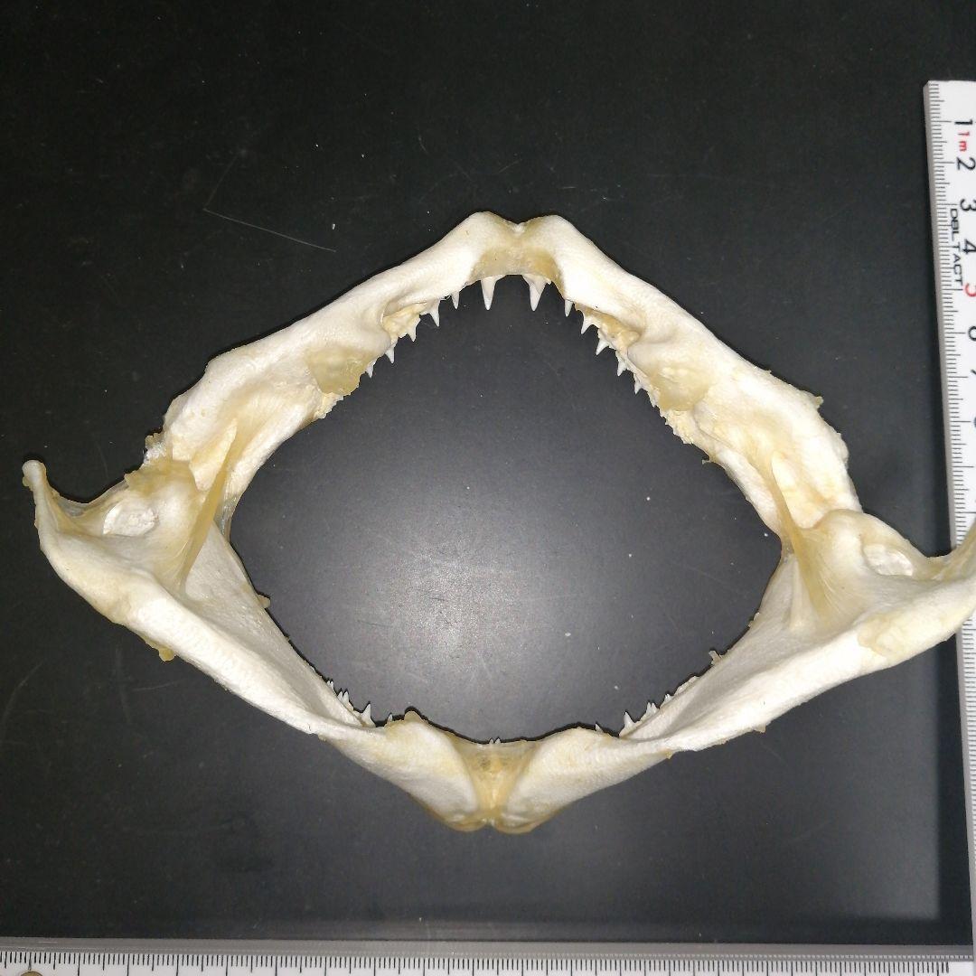 オオセ 歯 顎 標本 S3