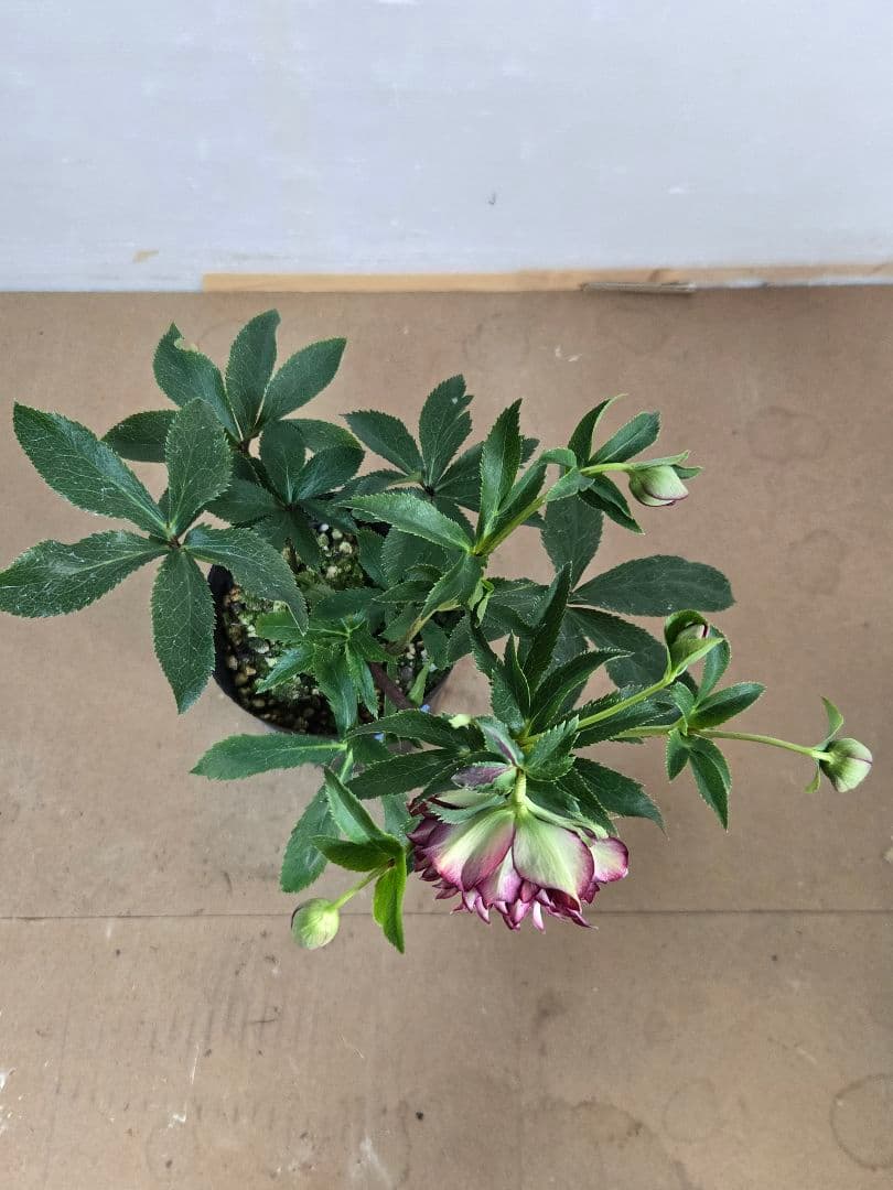 ☆クリスマスローズ☆多弁　変わり咲き☆4.5号ポット☆希少☆