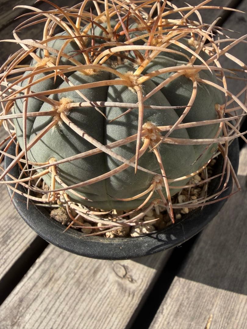 ギムノカリキウム光琳玉　実生自根◇サボテン魔天竜　天平丸　太平丸フェロシオール