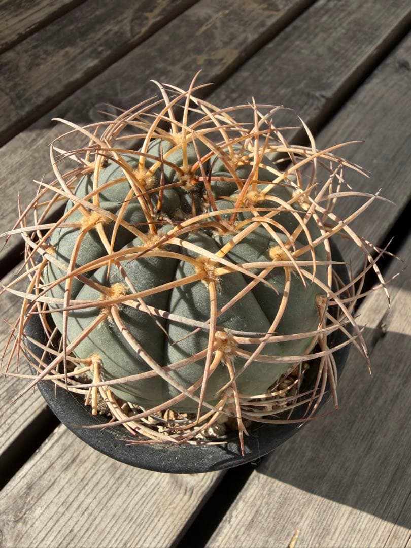 ギムノカリキウム光琳玉　実生自根◇サボテン魔天竜　天平丸　太平丸フェロシオール