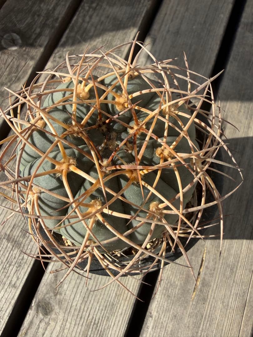 ギムノカリキウム光琳玉　実生自根◇サボテン魔天竜　天平丸　太平丸フェロシオール