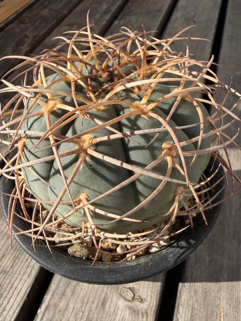 ギムノカリキウム光琳玉　実生自根◇サボテン魔天竜　天平丸　太平丸フェロシオール