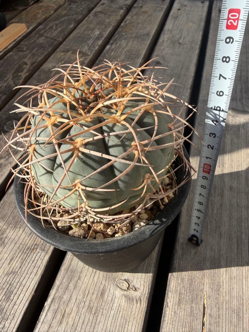 ギムノカリキウム光琳玉　実生自根◇サボテン魔天竜　天平丸　太平丸フェロシオール