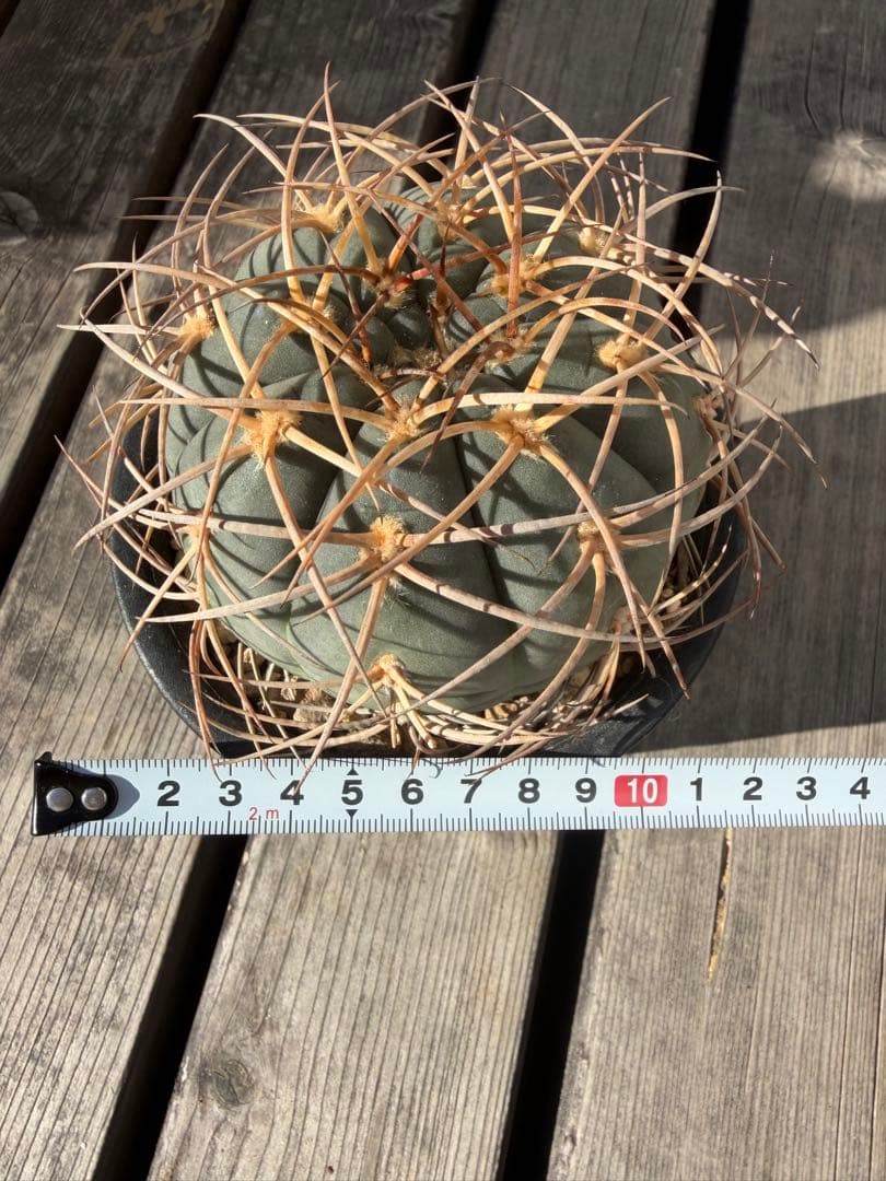 ギムノカリキウム光琳玉　実生自根◇サボテン魔天竜　天平丸　太平丸フェロシオール