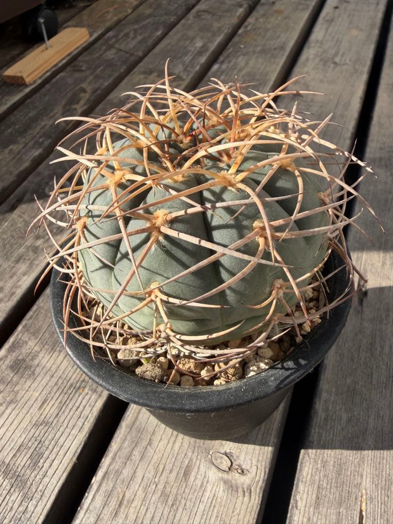 ギムノカリキウム光琳玉　実生自根◇サボテン魔天竜　天平丸　太平丸フェロシオール