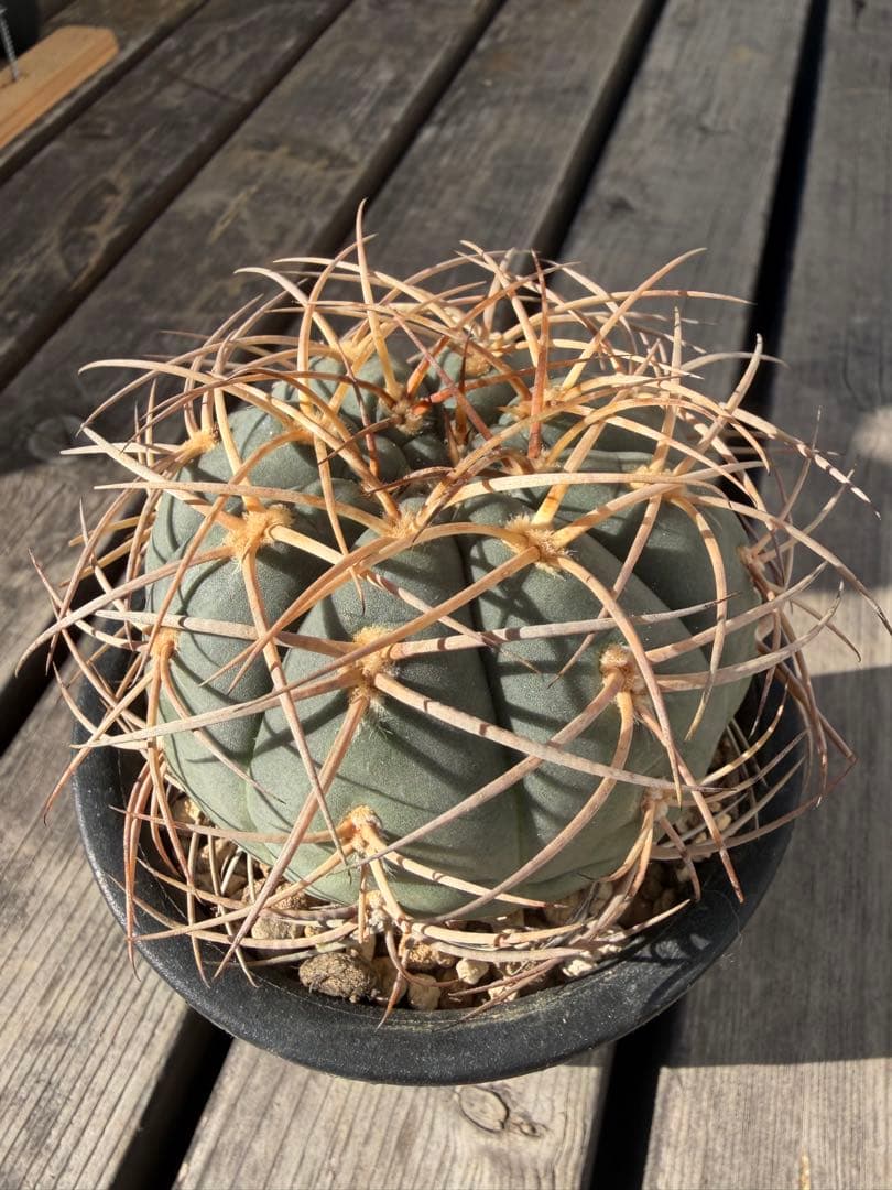 ギムノカリキウム光琳玉　実生自根◇サボテン魔天竜　天平丸　太平丸フェロシオール