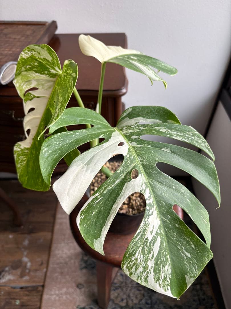 モンステラ　ペッサム　バリエガータ　5号
